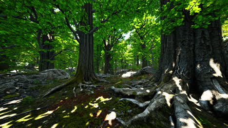 asian tropical rainforest with moss