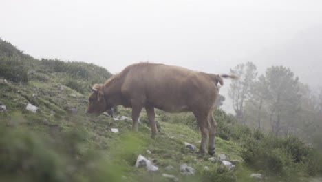 alimentación de vacas salvajes en pradera verde, ambiente brumoso, asturias, españa, tiro estático
