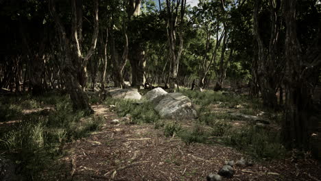 Paisaje-De-Bosque-De-Montaña-De-Niebla-Oscura