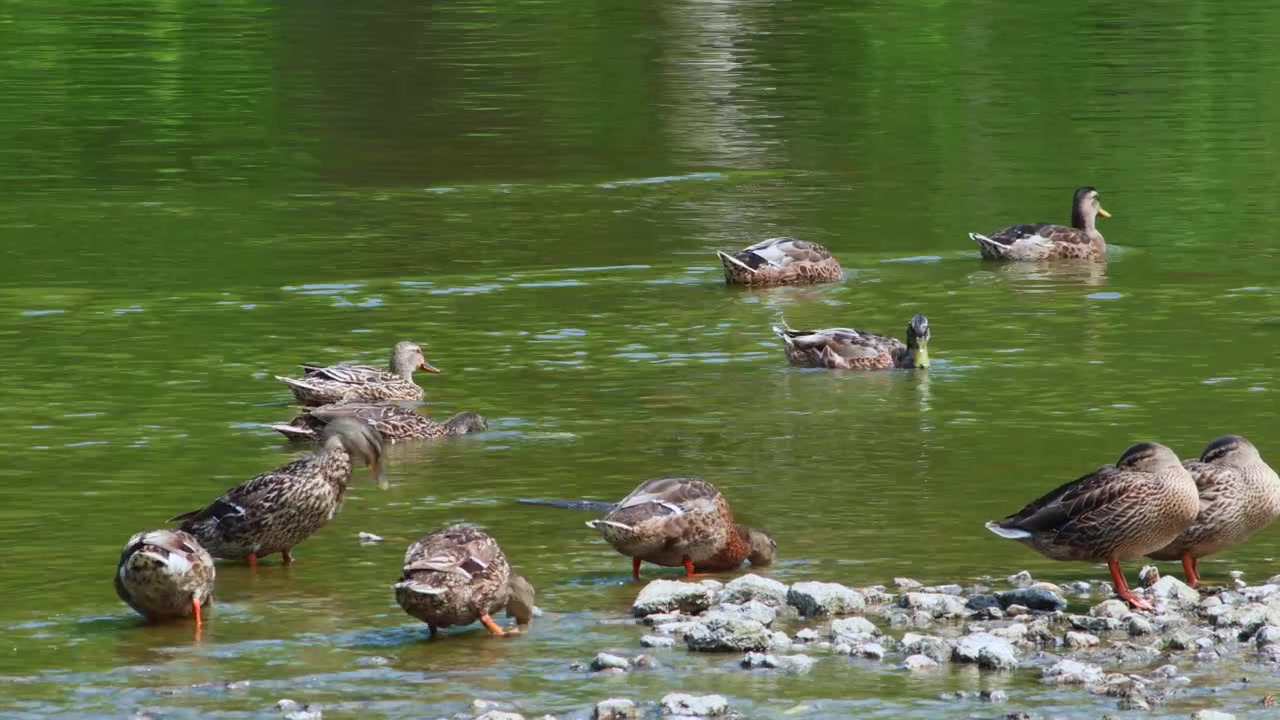 Varios patos nadando y buscando alimento en las tranquilas aguas del río Rock en Watertown, Wisconsin, cerca de una orilla rocosa con exuberante follaje verde de bosque al fondo durante el día.