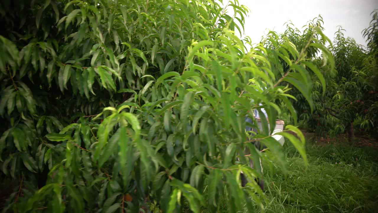 primer plano de un granjero inmigrante recogiendo duraznos en un huerto