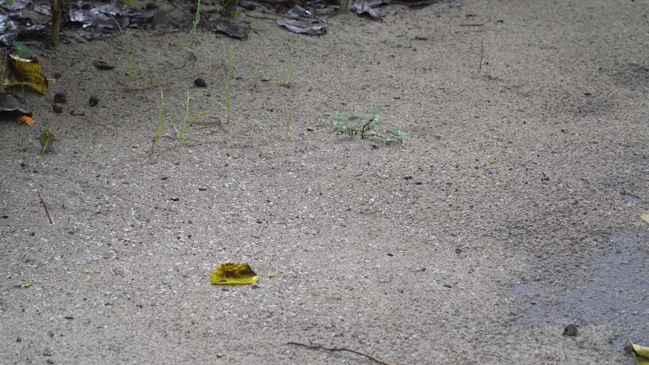 숲 바닥, 열대 섬, 4k에서 멀리 날아가는 피지 흰 눈 새