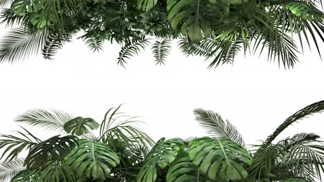 tropical plant on an white background