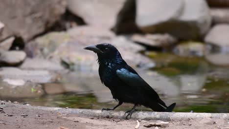 El-Drongo-Con-Cresta-De-Pelo-O-Es-Un-Ave-En-Asia-De-La-Familia-Dicruridae-Que-Era-Conespecífico-Con-Dicrurus-Bracteatus-O-Drongo-Con-Lentejuelas-En-El-Que-Puede-Ser-Difícil-Diferenciar-Entre-Sí