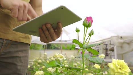 florist working with tablet in flower shop.