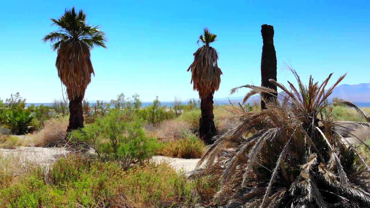 Dried Palm Trees by a Desert Lake