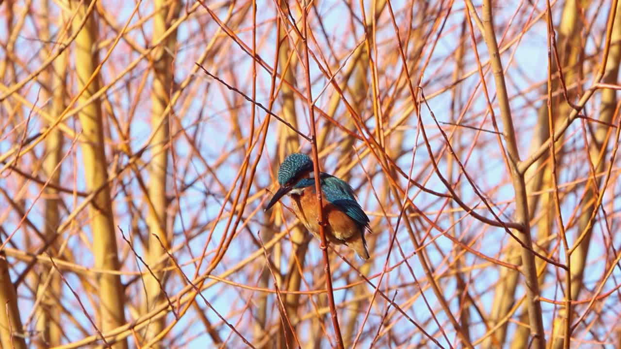 A Kingfisher, Alcedo atthis, perched in a tree above a pond in mid Winter. England. UK