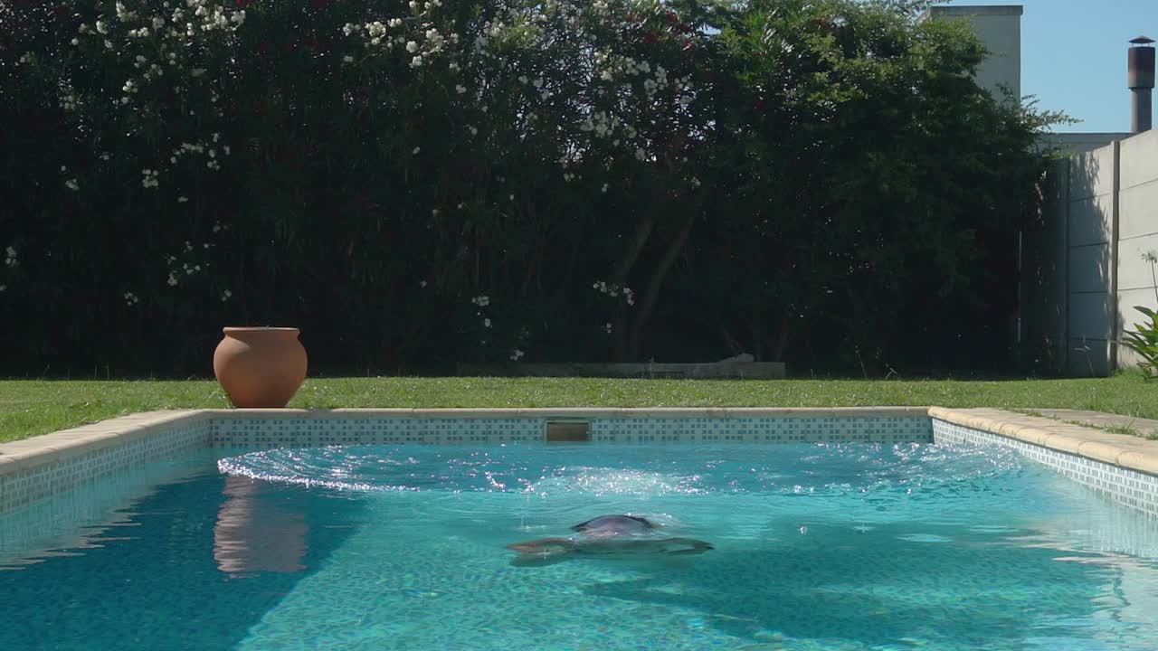 Slowmotion-optagelse af en ung kvinde, der springer i en pool og reagerer på det kolde vand.