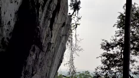 mono salvaje en khao chakan - montaña de los monos, sakaeo, tailandia