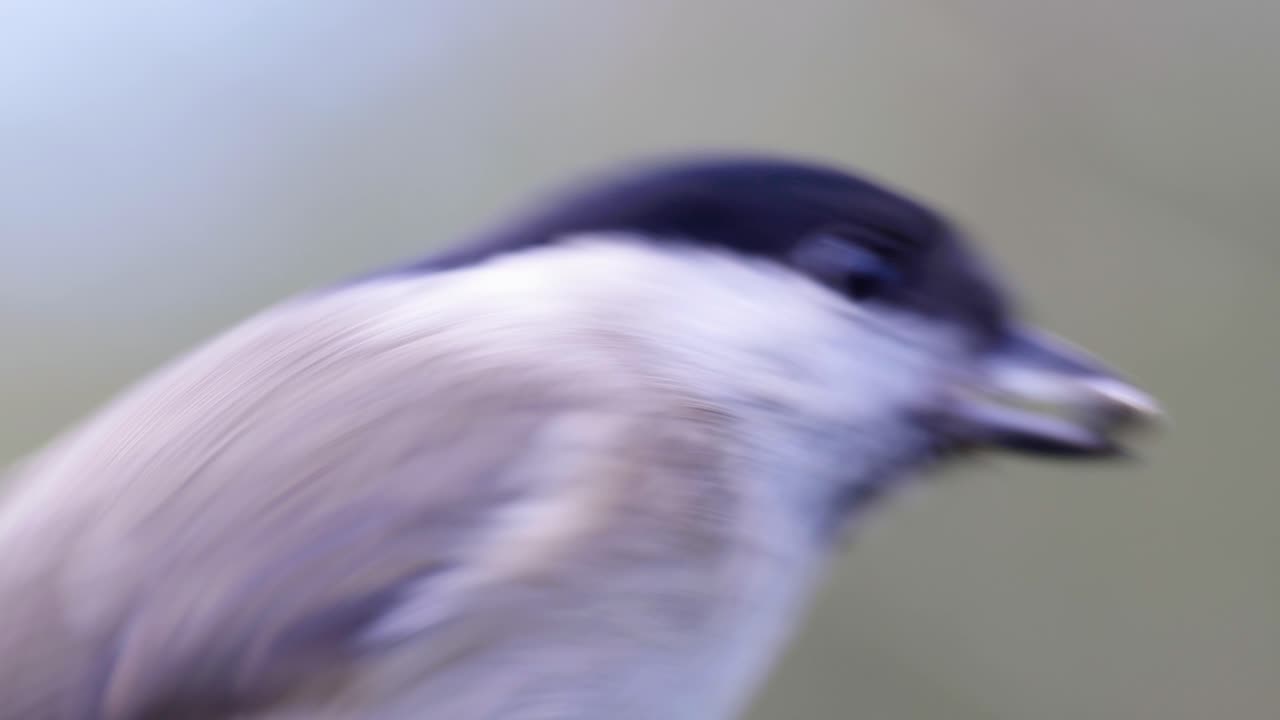 toma macro de cámara lenta cinematográfica de 4k de un pájaro volando a un comedero de pájaros y comiendo semillas