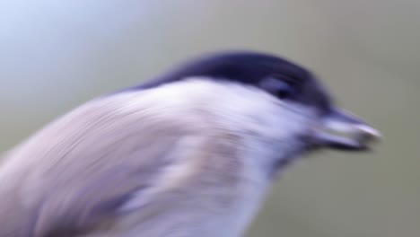 toma macro de cámara lenta cinematográfica de 4k de un pájaro volando a un comedero de pájaros y comiendo semillas