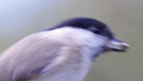 4k cinematic slow motion macro shot of a bird flying to a bird feeder and eating seeds