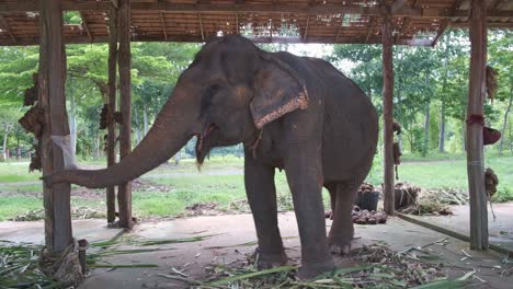 agitated thai elephant eats palm tree leaf's at a elephant camp on koh chang island