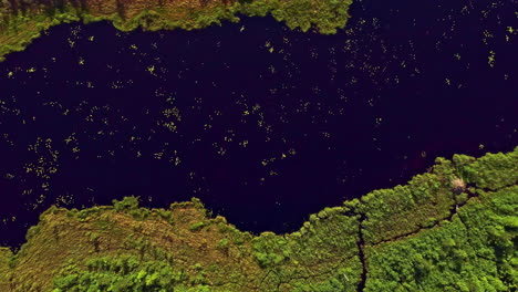 drone bird's eye view over a calm lake water surrounded thick green vegetation at daytime