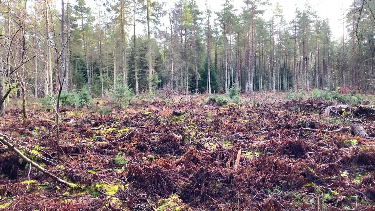 helechos de bracken muertos en la apertura de un denso bosque de coníferas durante el día