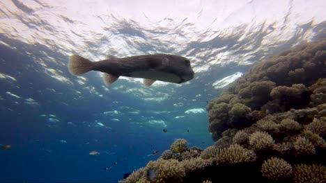 Puffer-fish-cruising-in-shallow-water-over-coral-reef