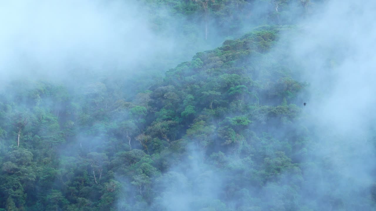 Static shot of thick fog moving across the canopy of the Amazon rainforest.