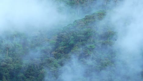 static shot of thick fog moving across the canopy of the amazon rainforest.