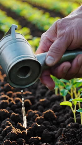 hand watering young plants in a garden