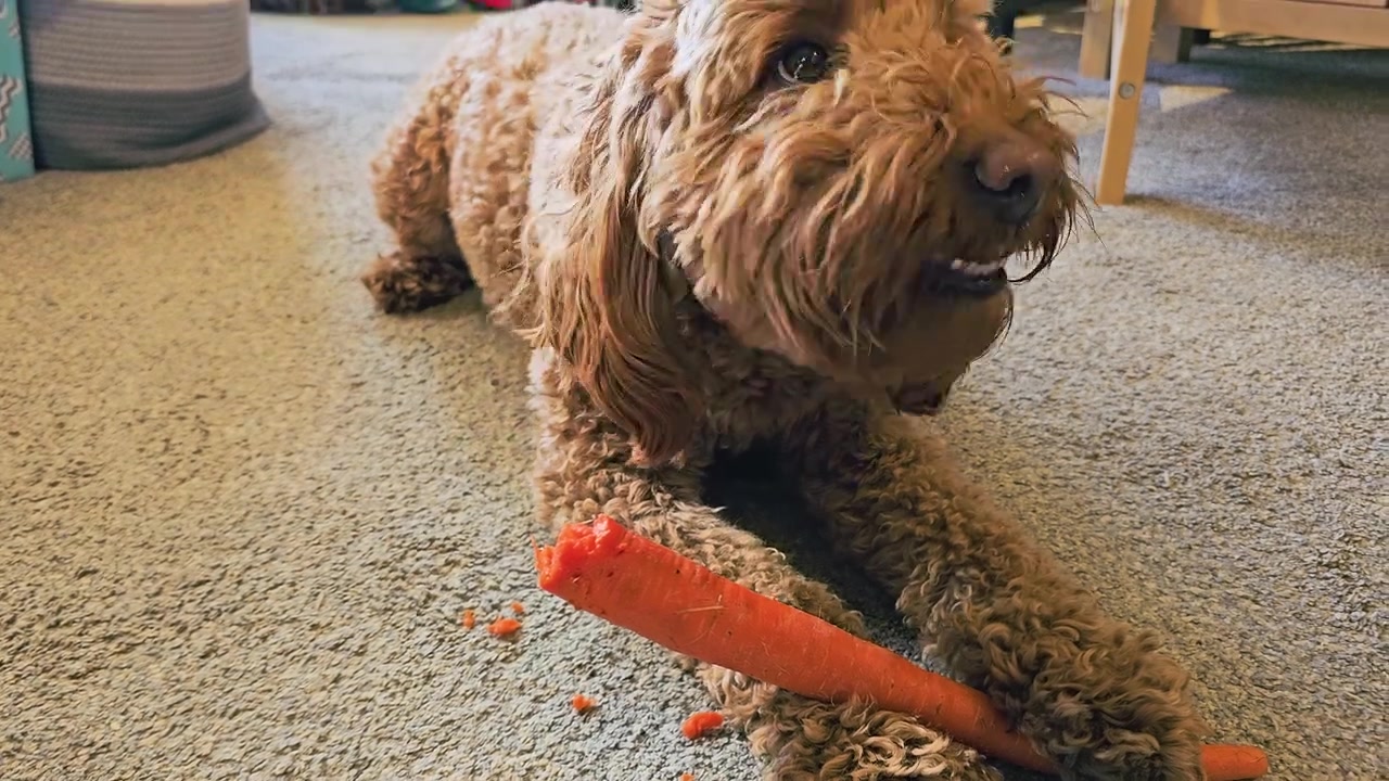 Perro mascota disfrutando de una zanahoria crujiente dentro de una sala de estar, tumbado en una alfombra beige con pelaje rizado, orejas caídas, patas delanteras y cálida iluminación natural interior