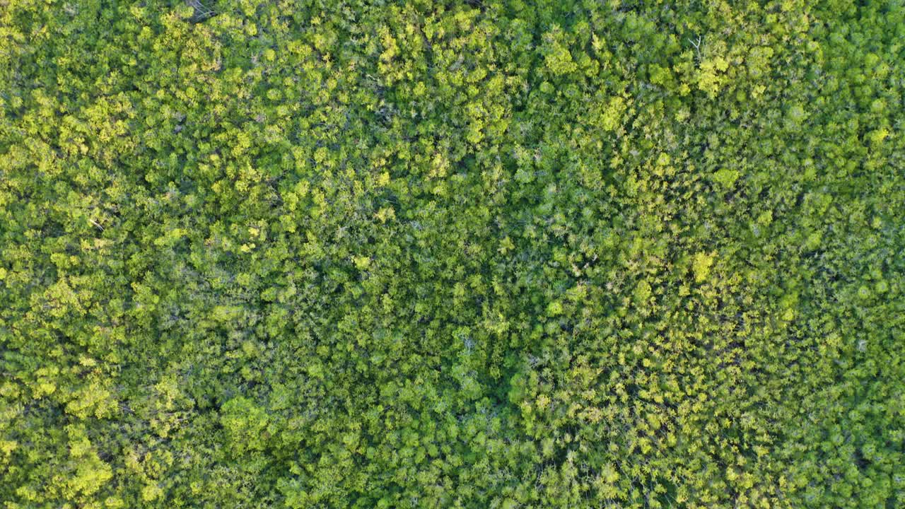 vista aérea de arriba hacia abajo de la reserva ecológica natural