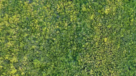 vista aérea de arriba hacia abajo de la reserva ecológica natural