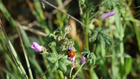 Un-Primer-Plano-Alrededor-De-Una-Mariquita