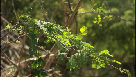 primer plano de una rama de la planta con hojas verdes frescas