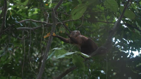 capuchin monkey eating flowers on a tree at tayrona park, colombia