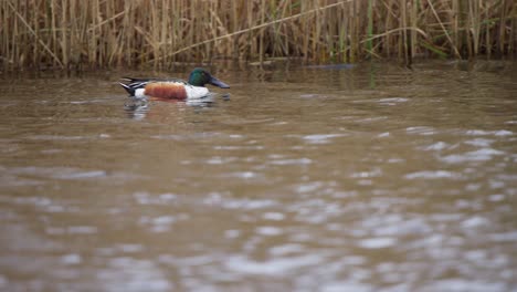 Löffelente,-Vogel,-Der-Auf-Einem-Schnellen-Flusslauf-Entlang-Des-Schilfs-Schwimmt