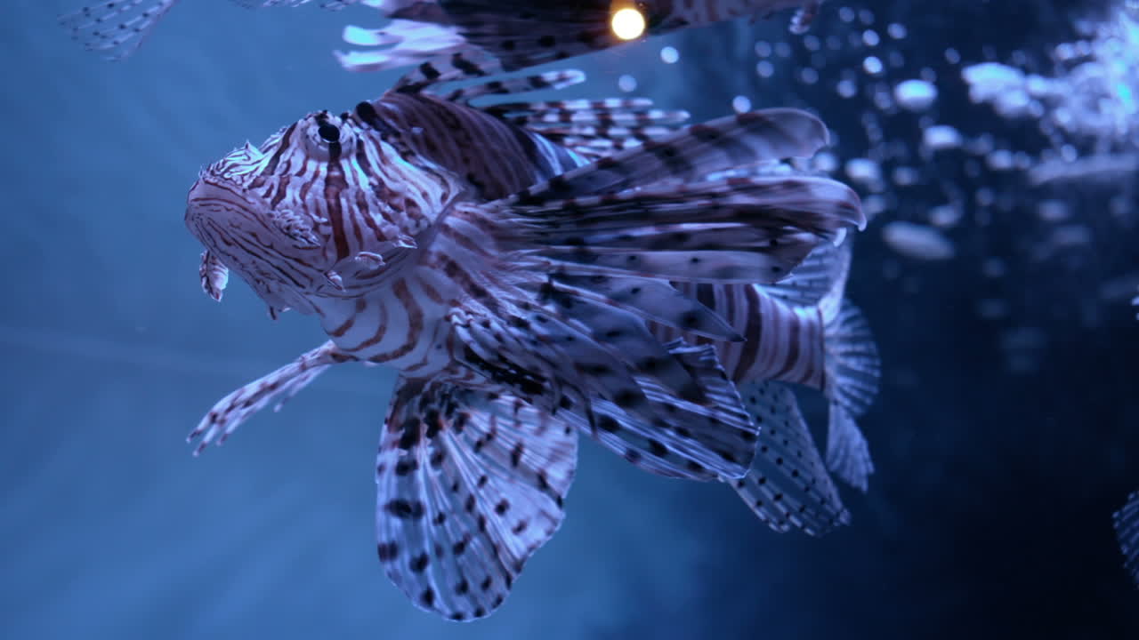 peces en el tanque del acuario