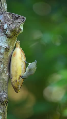 adorable three orange bellied flowerpecker birds eating banana on the tree in the conservation area. portrait video orientation