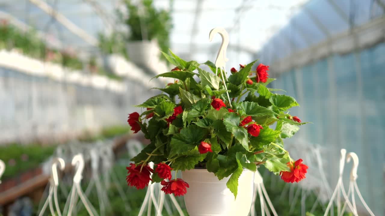 video de producto de 360 grados con flores en un fondo borroso