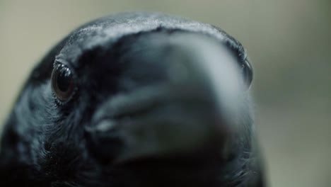 black raven eyes and beak macro. crow looking straight into camera