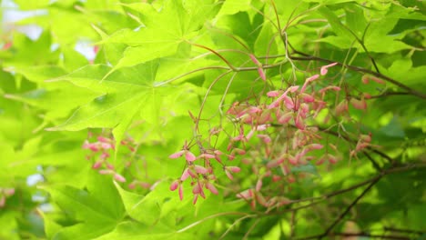 japanese maple tree with bright green leaves and tiny pink flowers