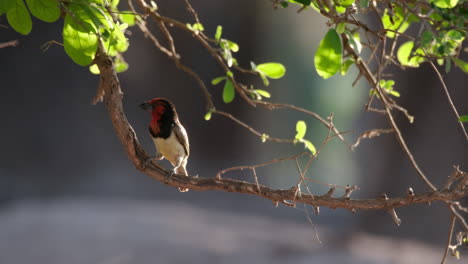 black-collared barbet perching on tree branch in the forest