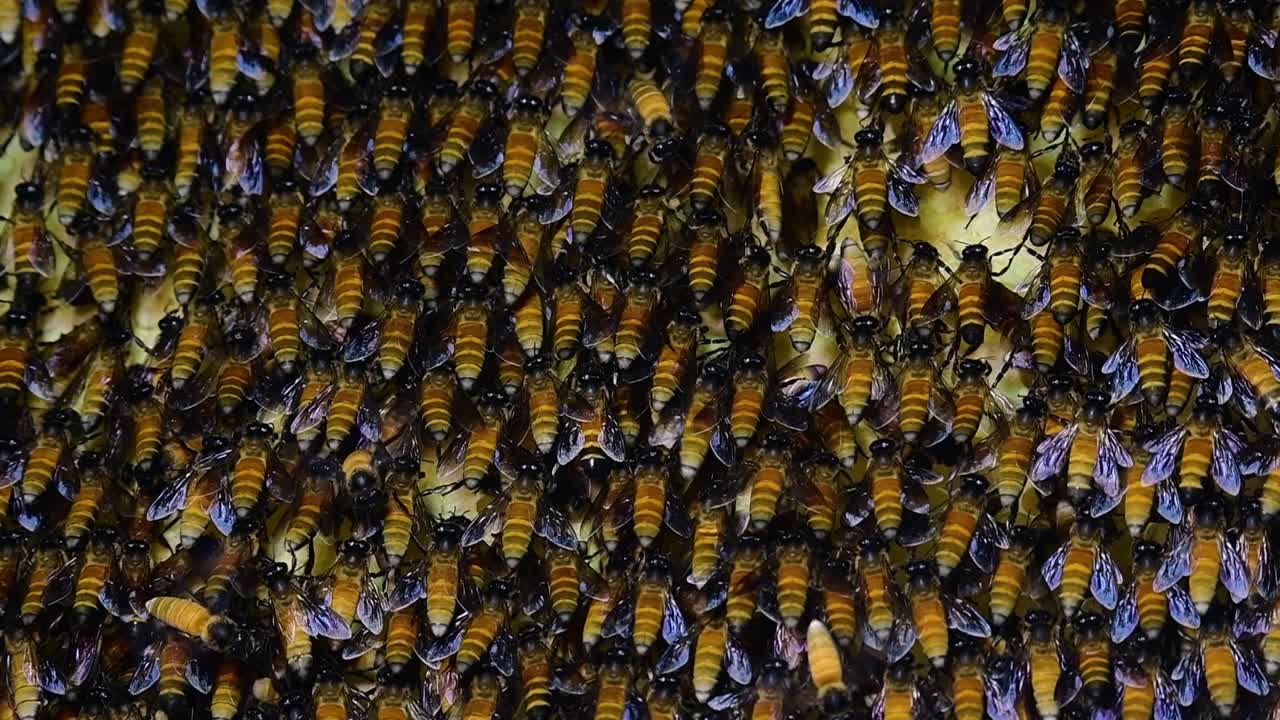 Giant Honey Bees are known to build large colonies of nest with symmetrical pockets made of wax for them to store honey as their food source