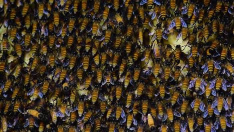 巨型蜜蜂 (giant honey bees) 建立了巨大的巢穴, 裡面有對稱的<unk>袋, 用來儲存蜂蜜作為食物來源.