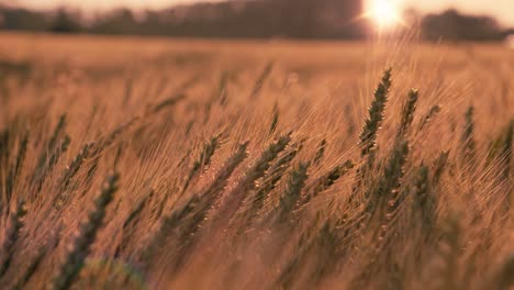 Sonnenuntergang-In-Einem-Weizenfeld-An-Einem-Sommerabend-In-Der-Dordogne