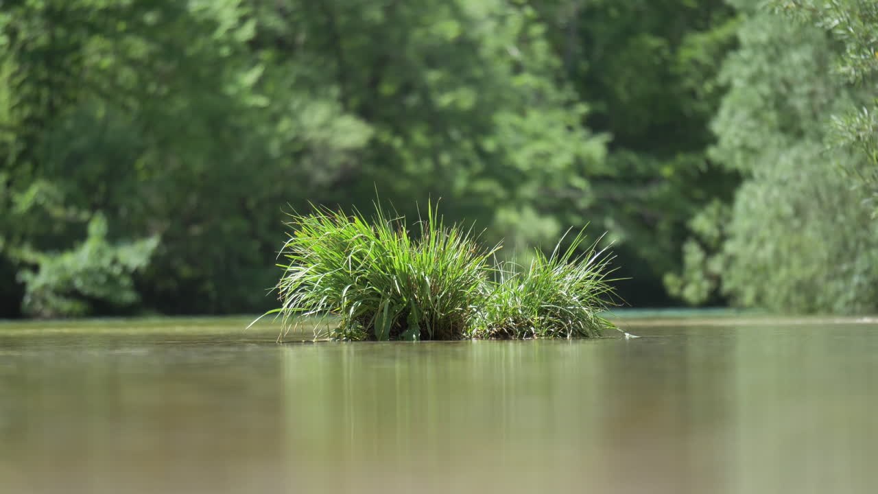 primer plano de agua corriente alrededor de una pequeña isla de hierba verde, agua limpia en el río que fluye desde el bosque, 4k 50fps