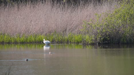 pájaro cucharón eurasiático vadeando en un río poco profundo, patos flotando por