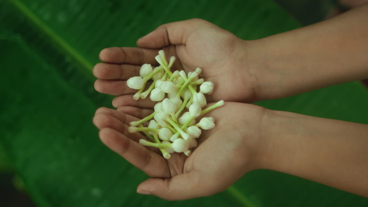 Close-up of open palms holding small white flowers, with a large green leaf in the background