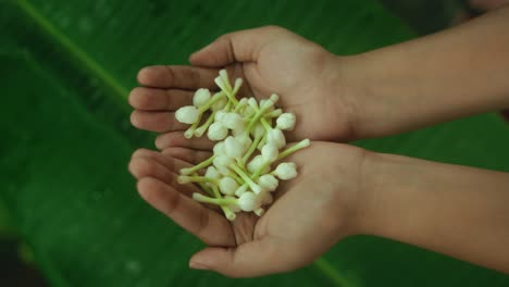 close-up of open palms holding small white flowers, with a large green leaf in the background