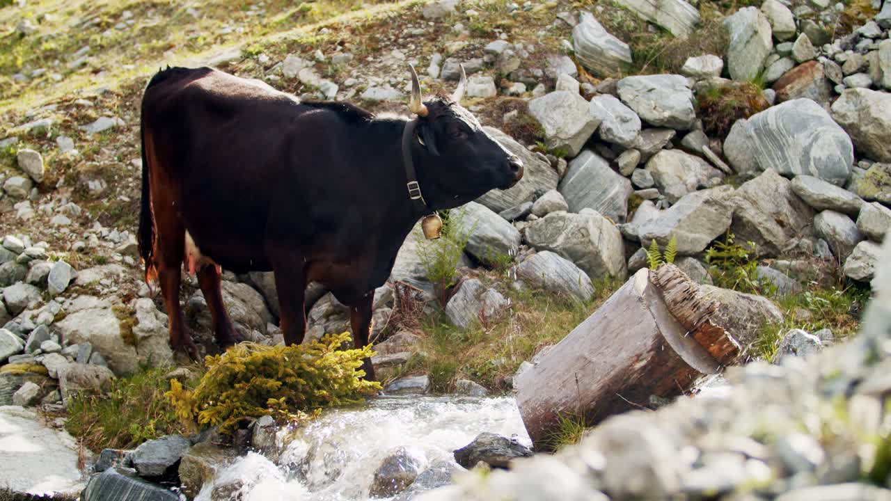 vaca bebiendo agua de un río en una granja orgánica en las montañas