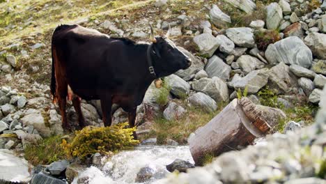 cow drinking water out of a river on a organic farm in the mountains