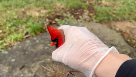 hombre salvando a un pájaro cardenal macho rojo aturdido y devolviéndolo a la naturaleza usando guantes de seguridad adecuados para manejar el pájaro