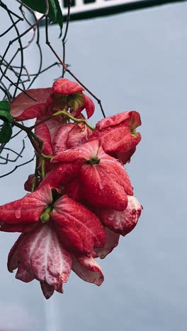 close-up of wet red and pink flowers