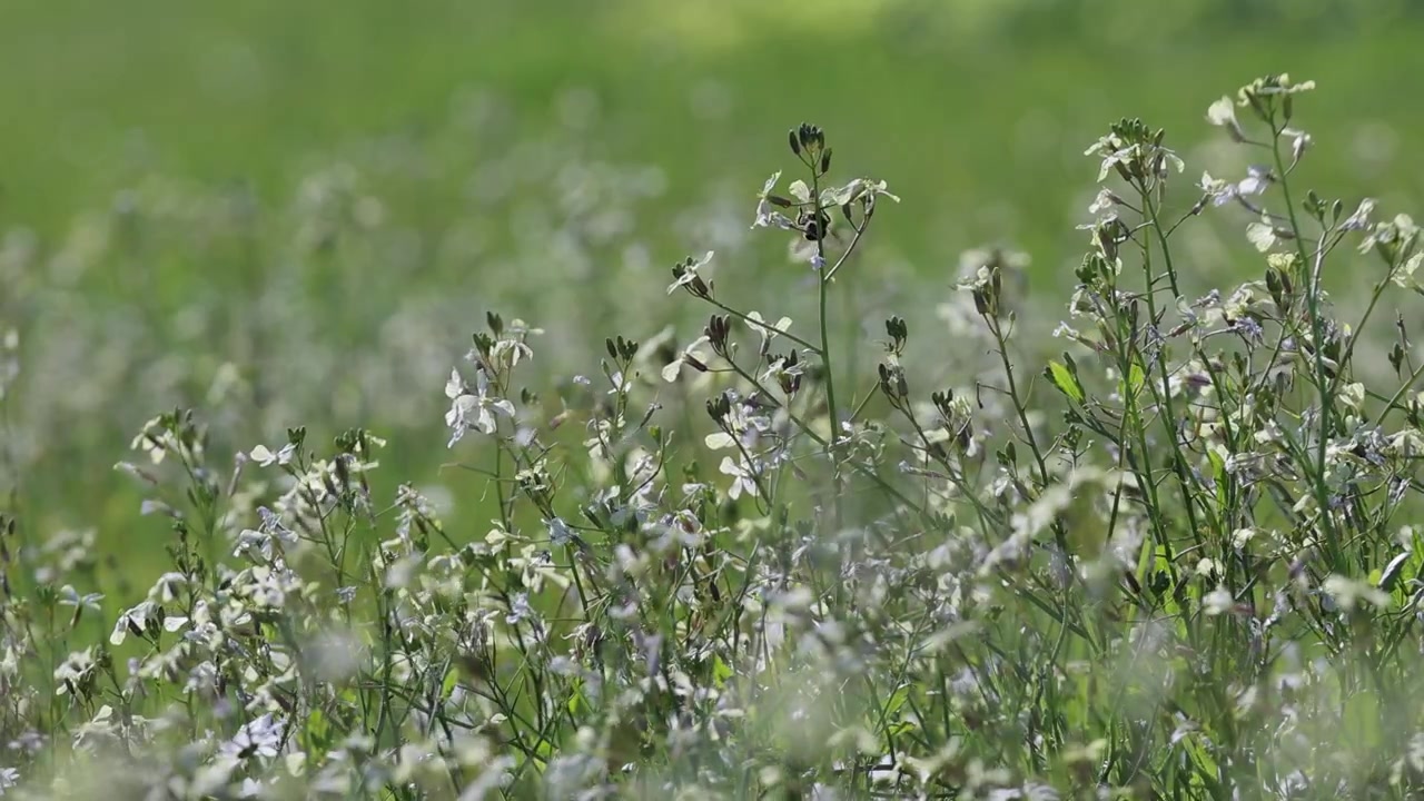 Humlebi bestøver blomster om foråret i slowmotion