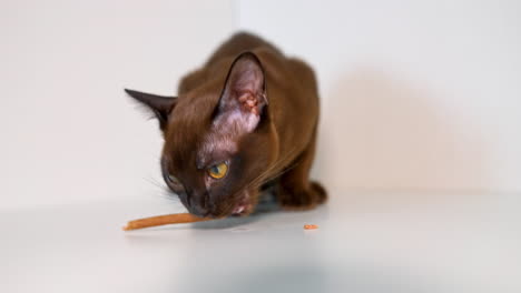 cute little burmese kitten is eating pet stick. healthy cat's meal. white background.