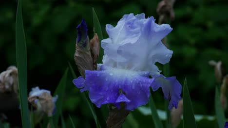 purple flower at night close up